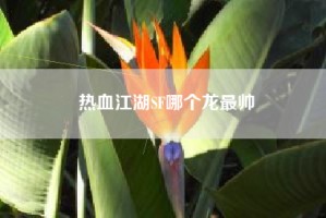 热血江湖SF哪个龙最帅