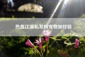 热血江湖私发网宠物加经验