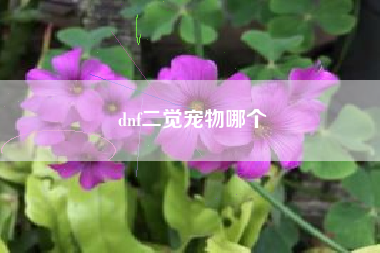 dnf二觉宠物哪个