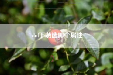 dnf下装选哪个属性