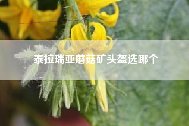 泰拉瑞亚蘑菇矿头盔选哪个