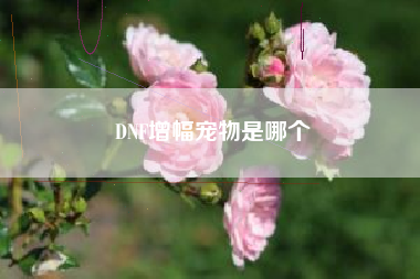 DNF增幅宠物是哪个