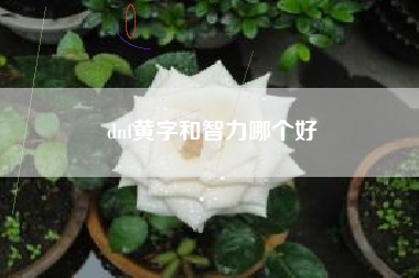 dnf黄字和智力哪个好