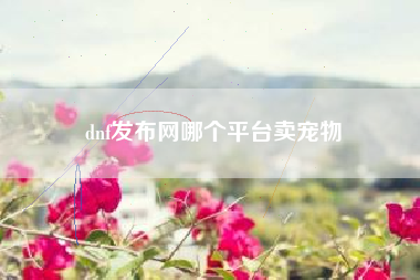 dnf发布网哪个平台卖宠物