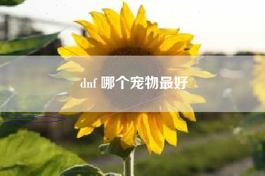 dnf 哪个宠物最好