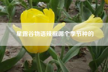 星露谷物语辣椒哪个季节种的