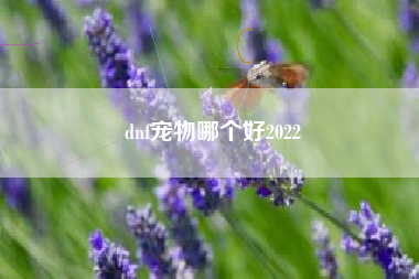 dnf宠物哪个好2022