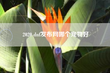 2020 dnf发布网哪个宠物好