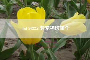 dnf 202251套宠物选哪个