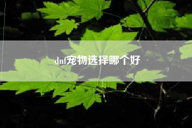 dnf宠物选择哪个好