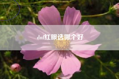 dnf红眼选哪个好