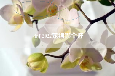 dnf 2022宠物哪个好