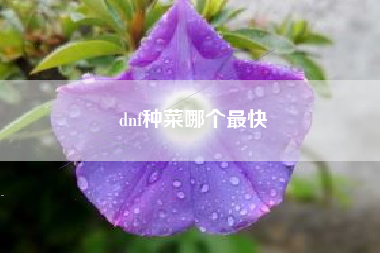 dnf种菜哪个最快